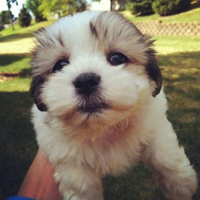 Imaginile de care s-au îndrăgostit mii de oameni. Cele mai drăgălaşe animale, fotografiate în anul 2013 240572