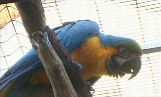Timişoara. Papagalii cumpăraţi de primarul Robu pentru Grădina botanică au murit de frig