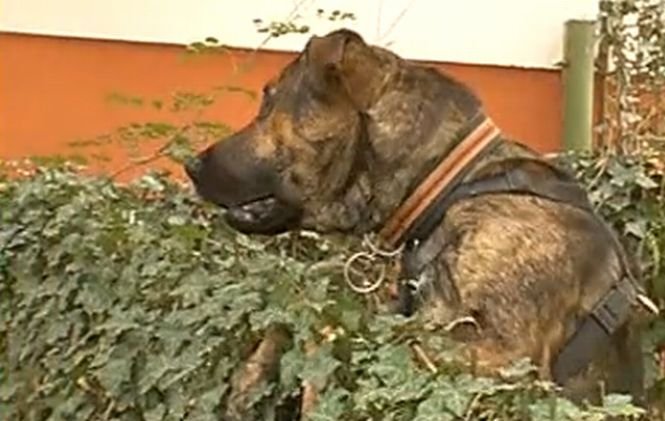 Un bărbat a fost atacat de o haită de câini în Timişoara