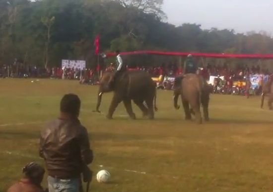 Cum arată un meci de fotbal între elefanţi