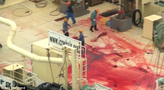 Imagini şocante surprinse în Japonia. Zeci de balene au fost măcelărite, deşi pescuitul era INTERZIS