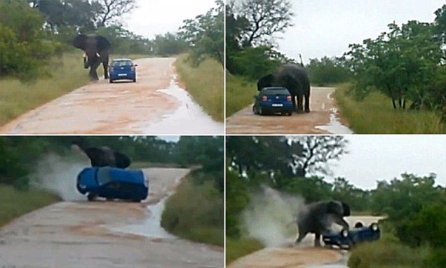 IMAGINI INEDITE: Atacul unui elefant asupra unei maşini, în Africa de Sud