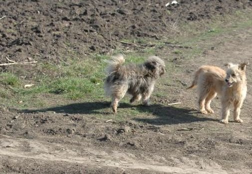 Aproximativ 30 de câini au fost ÎMPUŞCAŢI pe un câmp din judeţul Tulcea