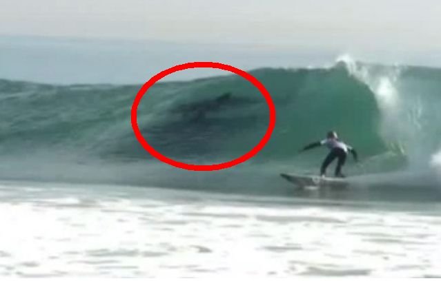 Apariţie SENZAŢIONALĂ lângă un surfer. Ce au surprins fotografii în valuri