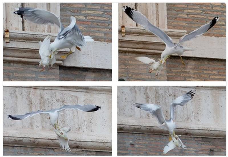 Semn rău la Vatican! Porumbeii păcii, eliberaţi de Papă, au fost atacaţi BRUTAL de alte înaripate 244810