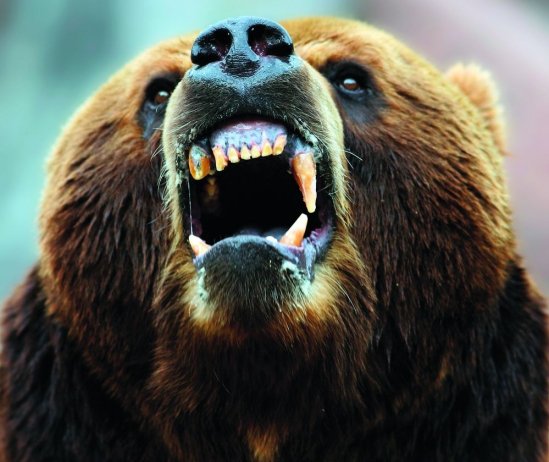 Un angajat al cabanei Padina, din judeţul Dâmboviţa, a fost atacat de un urs