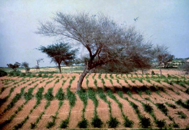 Ai ce învăţa din viaţa acestui om. Ce a reuşit să facă în mijlocul DEŞERTULUI e un miracol 245775