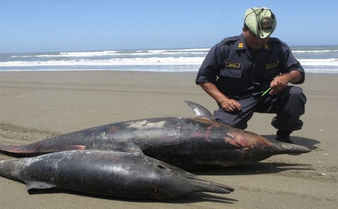Peste 400 de delfini morţi au fost găsiţi pe o plajă din Peru