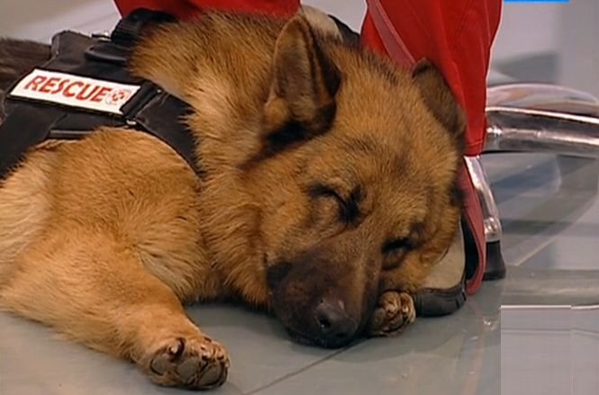 Secvenţial. Autorităţile române pun pe ultimul loc sistemul de salvare canin în cazul dezastrelor