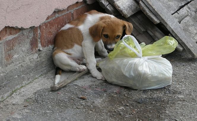 Cruzime fără margini! Un rus din Vladivostok a ucis 1000 de câini maidanezi