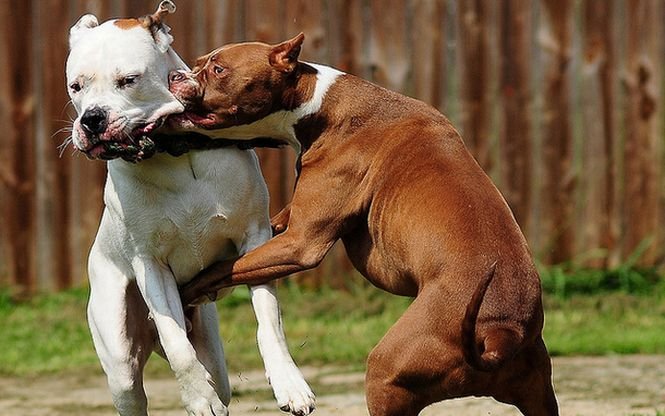 Cinci persoane care organizau lupte ilegale între câini, reţinute în Argeş