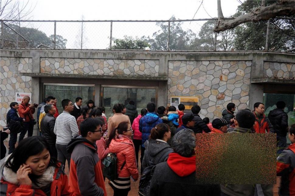 S-a aruncat în ţarcul tigrilor pentru a fi sfâşiat de animale. Ce s-a întâmplat cu acest chinez 247740