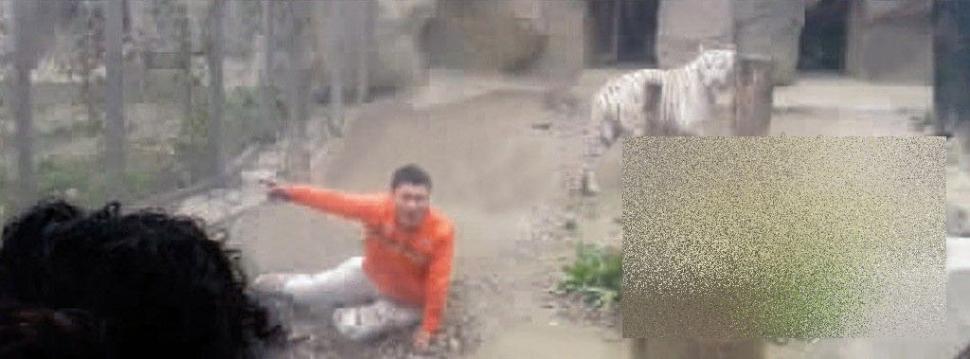 S-a aruncat în ţarcul tigrilor pentru a fi sfâşiat de animale. Ce s-a întâmplat cu acest chinez 247742