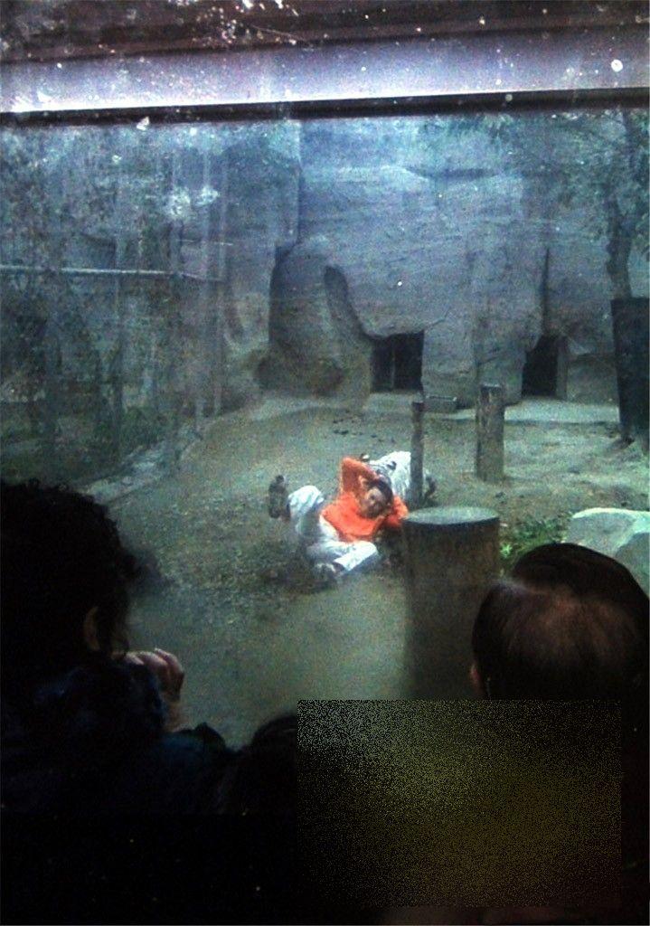 S-a aruncat în ţarcul tigrilor pentru a fi sfâşiat de animale. Ce s-a întâmplat cu acest chinez 247743