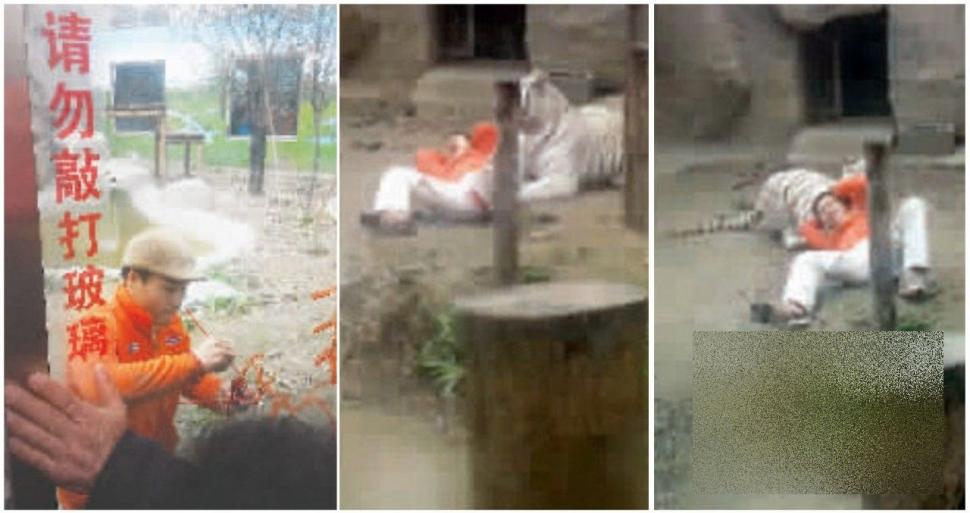S-a aruncat în ţarcul tigrilor pentru a fi sfâşiat de animale. Ce s-a întâmplat cu acest chinez 247744