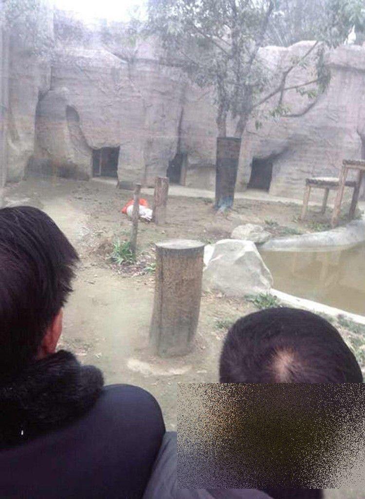 S-a aruncat în ţarcul tigrilor pentru a fi sfâşiat de animale. Ce s-a întâmplat cu acest chinez 247747