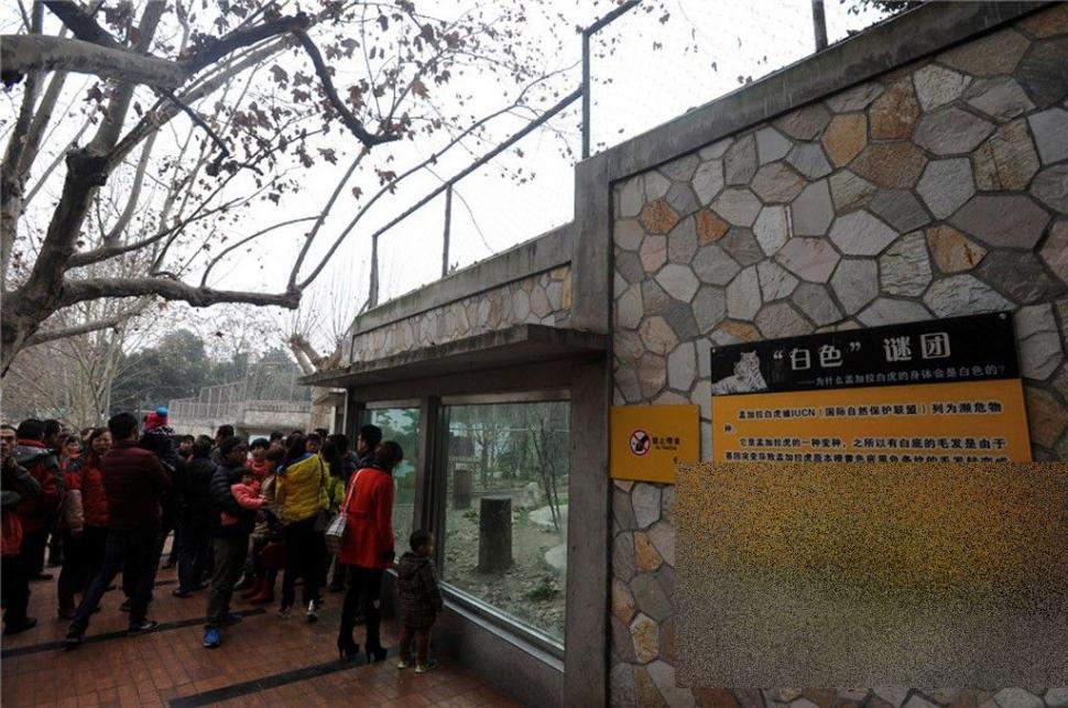 S-a aruncat în ţarcul tigrilor pentru a fi sfâşiat de animale. Ce s-a întâmplat cu acest chinez 247748