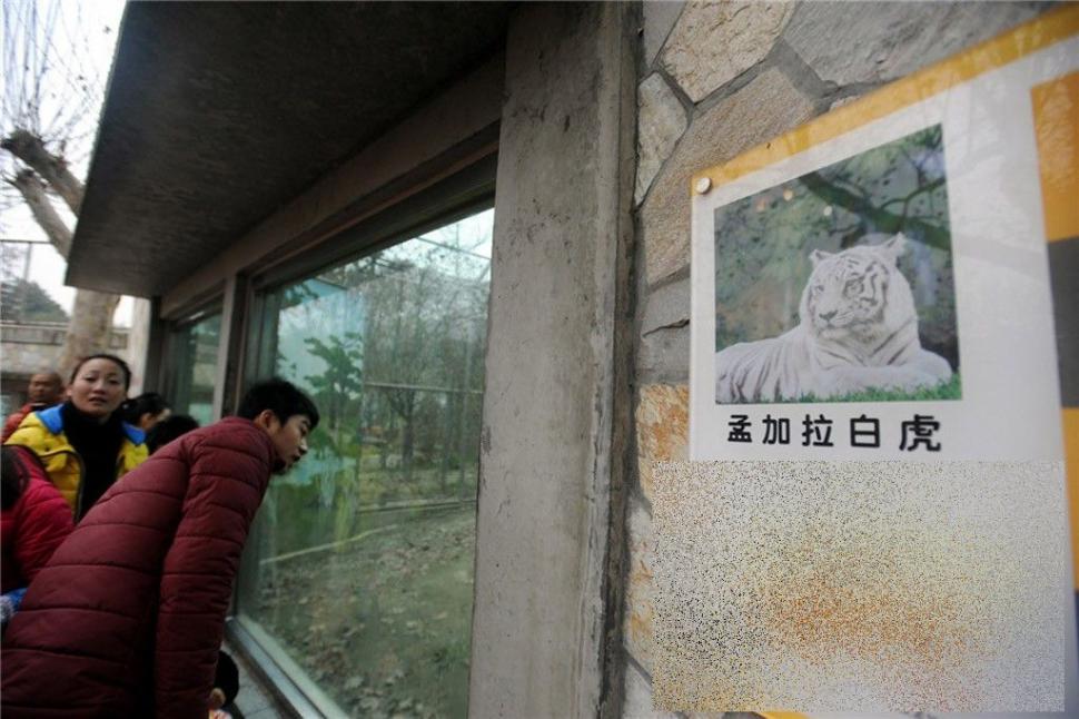 S-a aruncat în ţarcul tigrilor pentru a fi sfâşiat de animale. Ce s-a întâmplat cu acest chinez 247749