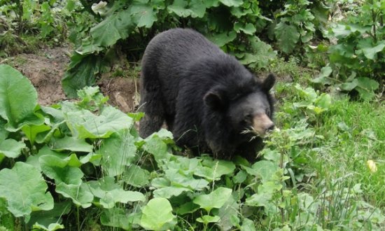 Urşii din munţii bulgari sunt înrudiţi, genetic, cu cei care trăiesc în România