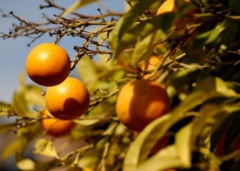 23 de lucruri pe care nu le ştiai despre portocale