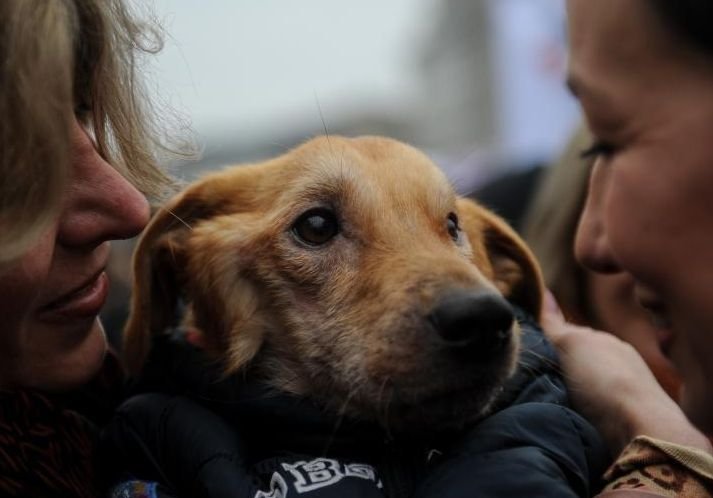 UPDATE. Protestul din Capitală faţă de eutanasierea câinilor s-a încheiat
