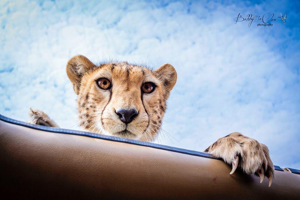 Plecaseră în safari, dar le-a îngheţat inima în piept când au văzut cine le INTRĂ în maşină 251609