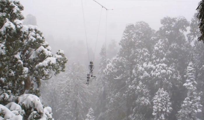 "Preşedintele" nu a fost fotografiat niciodată, până ACUM. Cum arată copacul de 3.200 de ani 252085