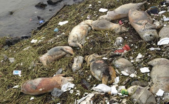 131 de porci morţi au fost găsiţi într-un râu din China