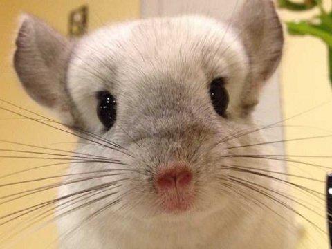 Acestea sunt cele mai adorabile animăluţe de pe Instagram. Sute de mii de oameni le urmăresc profilul 252240