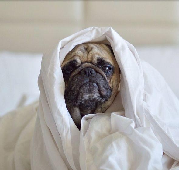 Acestea sunt cele mai adorabile animăluţe de pe Instagram. Sute de mii de oameni le urmăresc profilul 252241