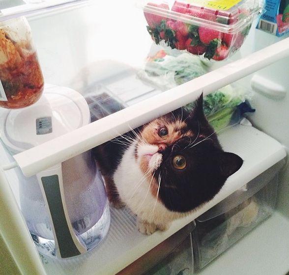 Acestea sunt cele mai adorabile animăluţe de pe Instagram. Sute de mii de oameni le urmăresc profilul 252242