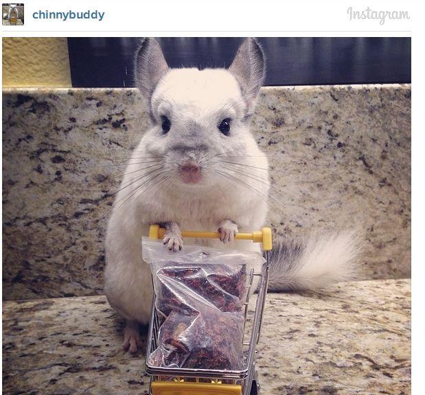 Acestea sunt cele mai adorabile animăluţe de pe Instagram. Sute de mii de oameni le urmăresc profilul 252243