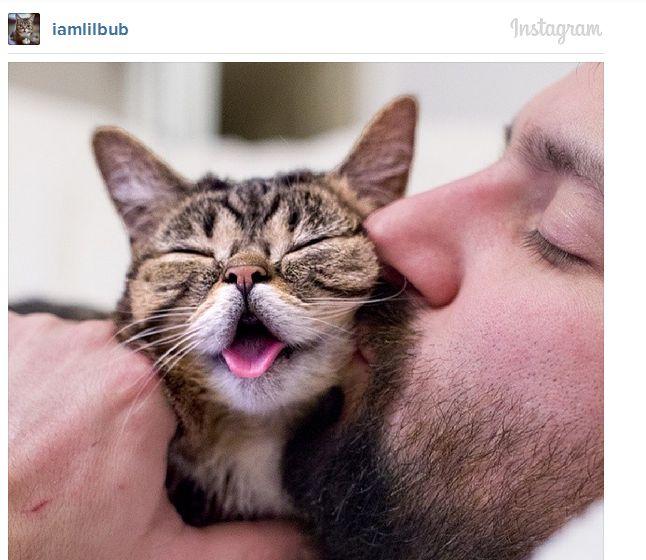 Acestea sunt cele mai adorabile animăluţe de pe Instagram. Sute de mii de oameni le urmăresc profilul 252244