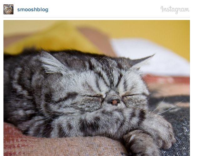 Acestea sunt cele mai adorabile animăluţe de pe Instagram. Sute de mii de oameni le urmăresc profilul 252245