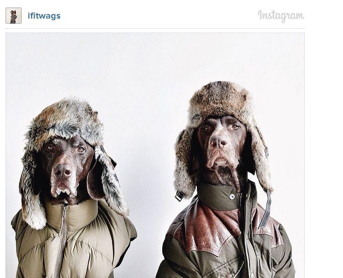 Acestea sunt cele mai adorabile animăluţe de pe Instagram. Sute de mii de oameni le urmăresc profilul 252246