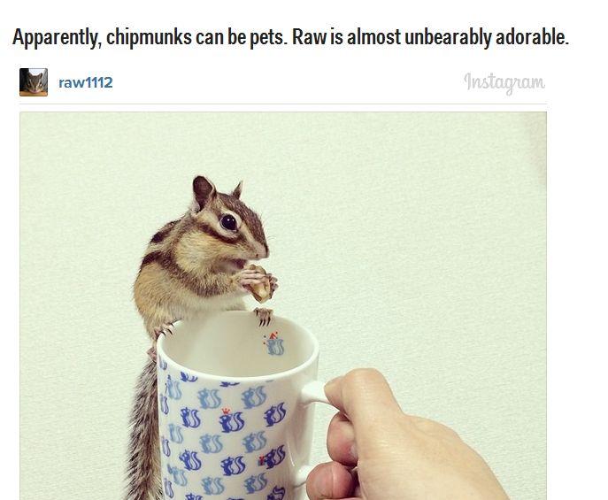 Acestea sunt cele mai adorabile animăluţe de pe Instagram. Sute de mii de oameni le urmăresc profilul 252247