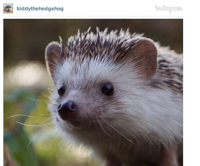 Acestea sunt cele mai adorabile animăluţe de pe Instagram. Sute de mii de oameni le urmăresc profilul 252248