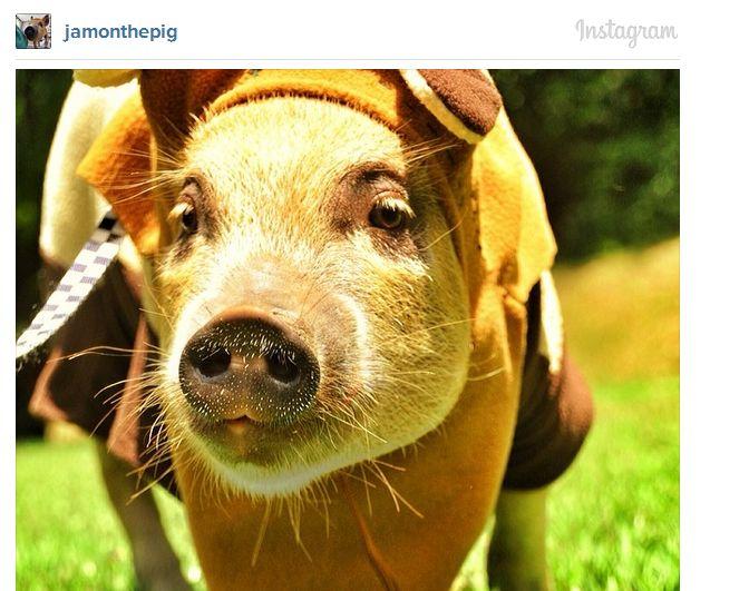 Acestea sunt cele mai adorabile animăluţe de pe Instagram. Sute de mii de oameni le urmăresc profilul 252249