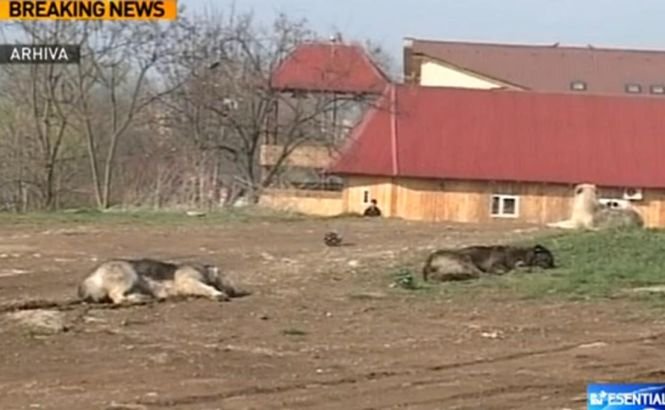 O femeie a fost găsită moartă în Bucureşti, având urme de muşcături de câine