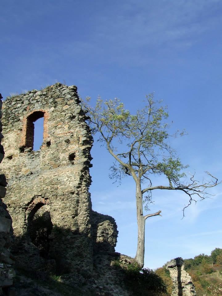 (P) Pe Drumul Vinului arădean 252630