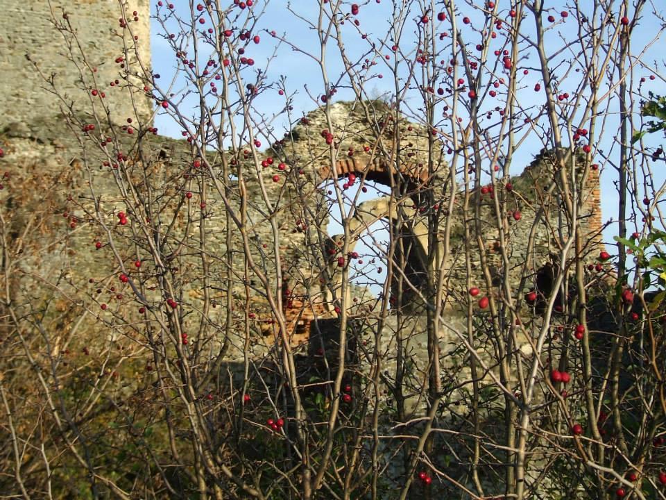 (P) Pe Drumul Vinului arădean 252631