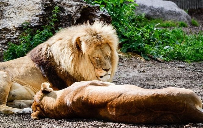 Scandal la o grădină zoologică din Danemarca. Patru lei, printre care şi doi pui, au fost ucişi