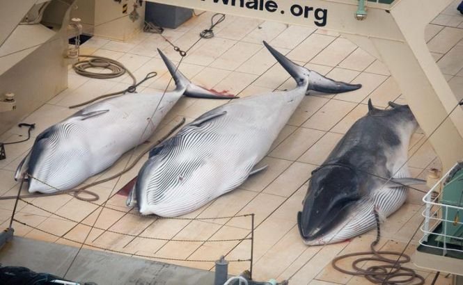 Tribunalul de la Haga obligă Japonia să oprească pescuitul de balene