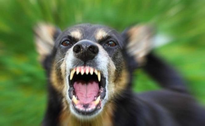 ASPA: Asociaţia Cuţu-Cuţu, interzis la adopţii de câini