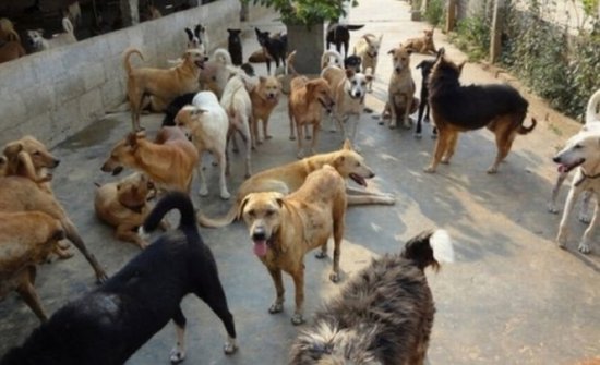 Un cartier întreg, TERORIZAT. O iubitoare de câini creşte 50 de maidanezi în curtea ei