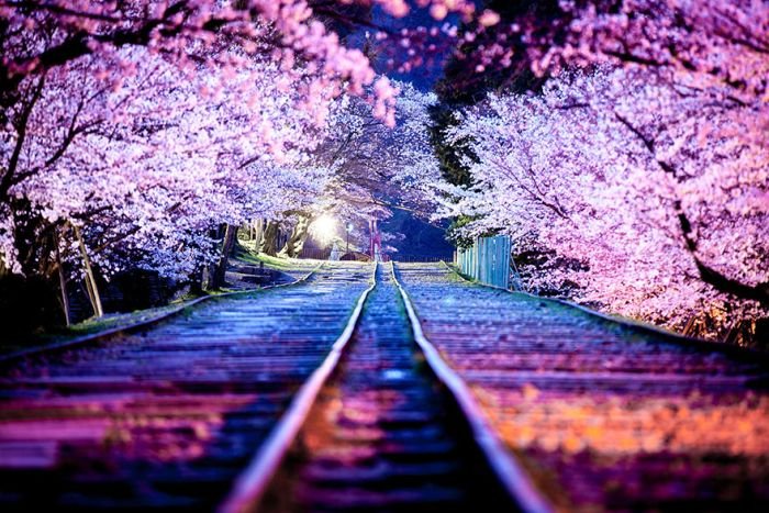 Fotografii de o frumuseţe ireală. &quot;Au înflorit cireşii în Japonia&quot;
