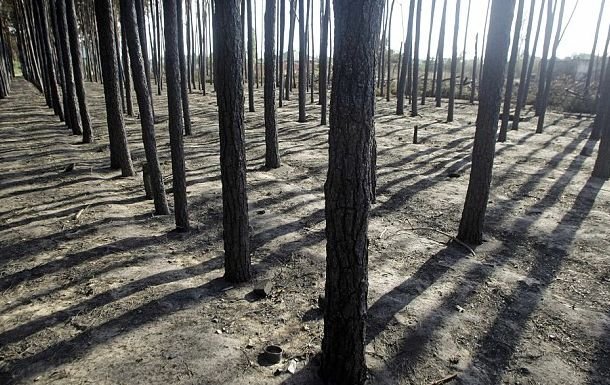 PROTESTUL NATURII. O pădure din Rusia mai poartă încă CICATRICILE celui de-al Doilea Război Mondial