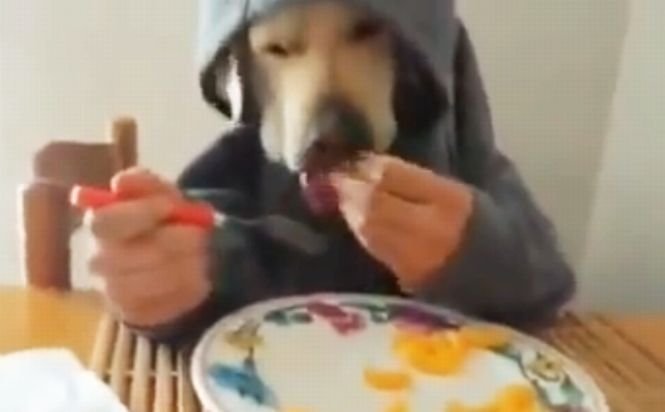Câinele manierat care ştie să mănânce cu furculiţa. Materialul video a făcut senzaţie pe internet