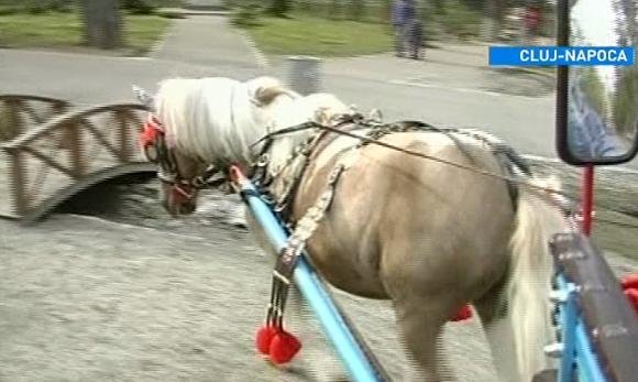 Primarul Emil Boc i-a interzis unui clujean să mai plimbe copiii în parc cu o trăsură trasă de un ponei