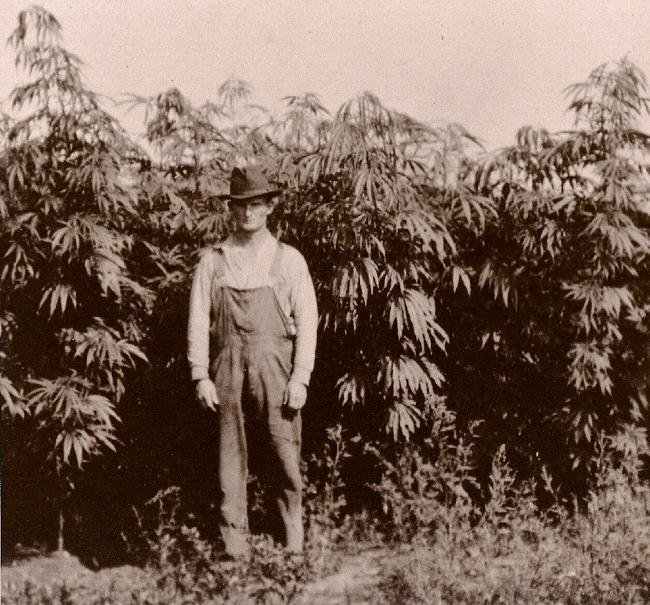 O scurtă istorie a cannabisului